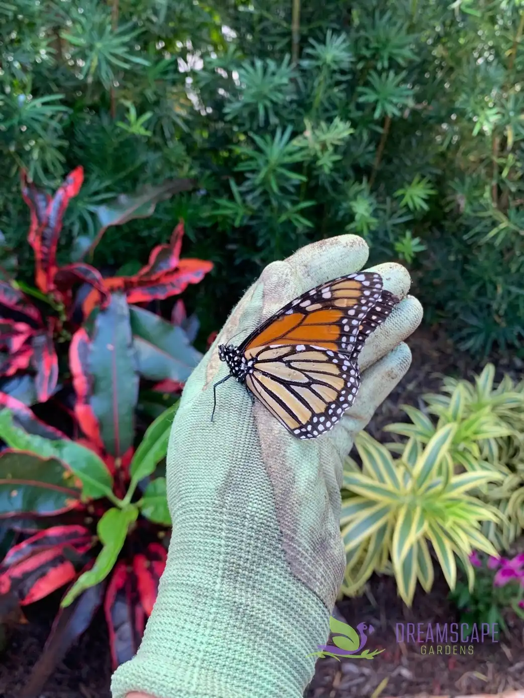 A South Florida garden planted with mixed tropical species