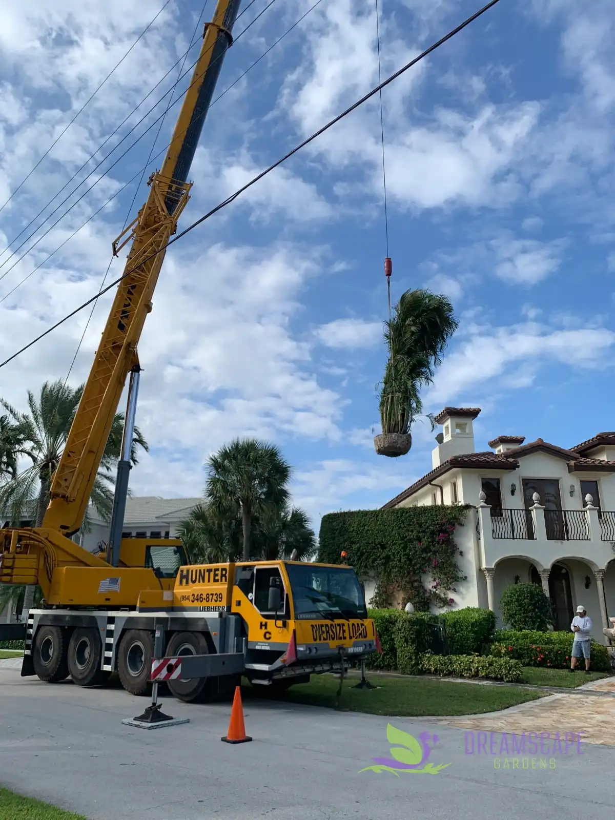 Trees and shrubs planted by Dreamscape Gardens